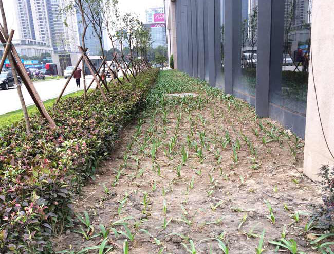 廣發(fā)金融中心綠化種植效果 廣發(fā)金融中心綠化種植效果